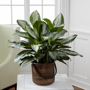 The FTD� Chinese Evergreen