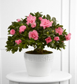 The FTD� Vibrant Sympathy� Planter