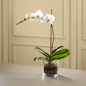 The FTD� White Orchid Planter