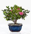 Blooming Azalea Bonsai - 8 inch