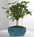Dwarf Hawaiian Umbrella Tree Bonsai