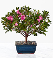 Blooming Azalea Bonsai - 10 inches