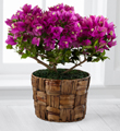 The FTD� Flowering Fuchsia Bougainvillea Plant by Better Homes and Gardens� - 6-inch